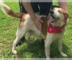 Small #2 Beagle Mix