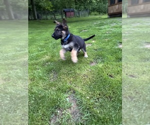 Medium German Shepherd Dog