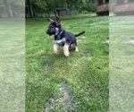 Puppy Blue German Shepherd Dog