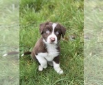 Puppy Jasper Border-Aussie