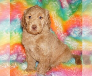 Miniature Labradoodle Puppy for sale in LA HABRA, CA, USA