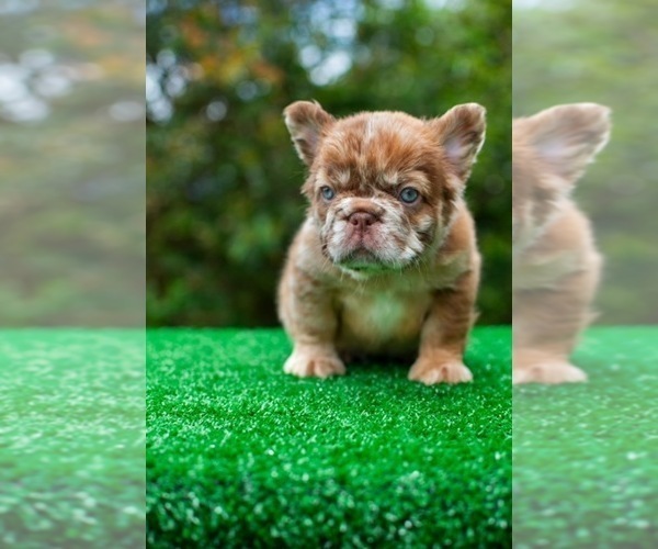Medium Photo #3 French Bulldog Puppy For Sale in NEWPORT BEACH, CA, USA
