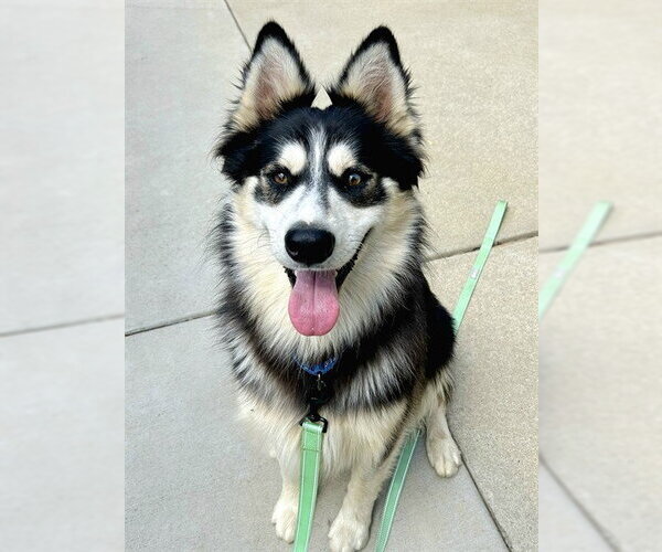 Medium Photo #1 Siberian Husky-Unknown Mix Puppy For Sale in Sacramento, CA, USA