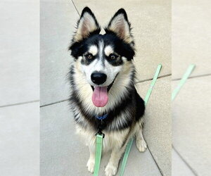 Siberian Husky-Unknown Mix Dogs for adoption in Sacramento, CA, USA