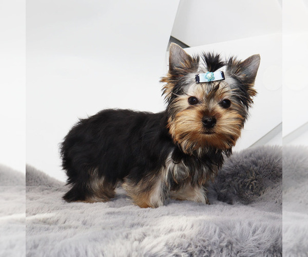 Medium Photo #2 Yorkshire Terrier Puppy For Sale in LOS ANGELES, CA, USA