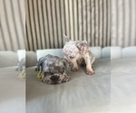 Small #5 French Bulldog