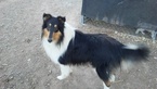 Small Photo #1 Collie Puppy For Sale in DELTA, CO, USA