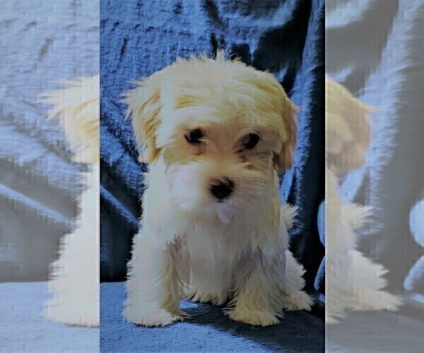 Medium Photo #8 Morkie Puppy For Sale in HOLLAND, MI, USA