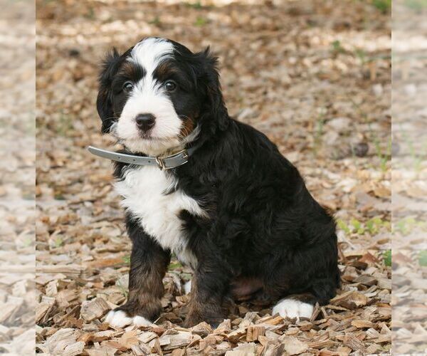 Medium Photo #3 Bernedoodle (Miniature) Puppy For Sale in HONEY BROOK, PA, USA