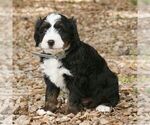 Charlie - Male Bernedoodle (Miniature) Puppy for Sale - Photo #3