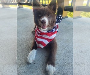 Border Collie Puppy for sale in ASHVILLE, PA, USA