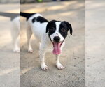 Small #3 Labrador Retriever Mix