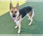 Small #1 German Shepherd Dog