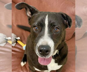 Borador Dogs for adoption in Marina Del Rey, CA, USA