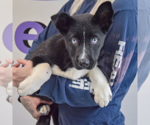 Medium Photo #4 Gerberian Shepsky Puppy For Sale in Huntley, IL, USA