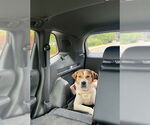 Small #2 Labrador Retriever Mix