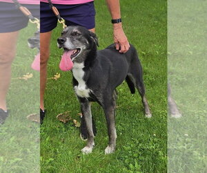 Labrador Retriever-Unknown Mix Dogs for adoption in Batavia, NY, USA