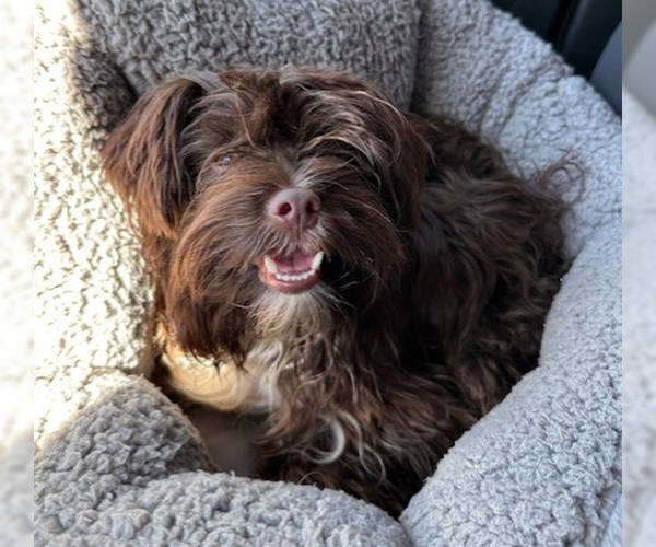 Medium Photo #5 Havanese-Unknown Mix Puppy For Sale in Brooklyn Center, MN, USA