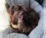 Small Photo #5 Havanese-Unknown Mix Puppy For Sale in Brooklyn Center, MN, USA