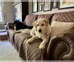 Small #3 Great Pyrenees Mix