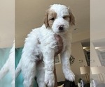 Puppy Snickerdoodle Bernedoodle mix (+ Poodle Standard)