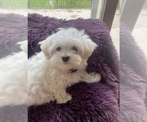 Maltese Puppy for sale in NAMPA, ID, USA