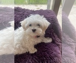 Small Photo #1 Maltese Puppy For Sale in NAMPA, ID, USA