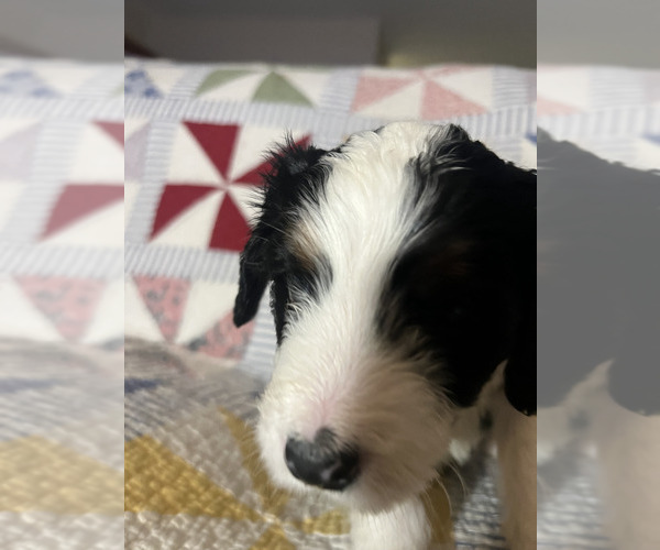 Medium Photo #5 Bernedoodle Puppy For Sale in SUNNYVALE, CA, USA
