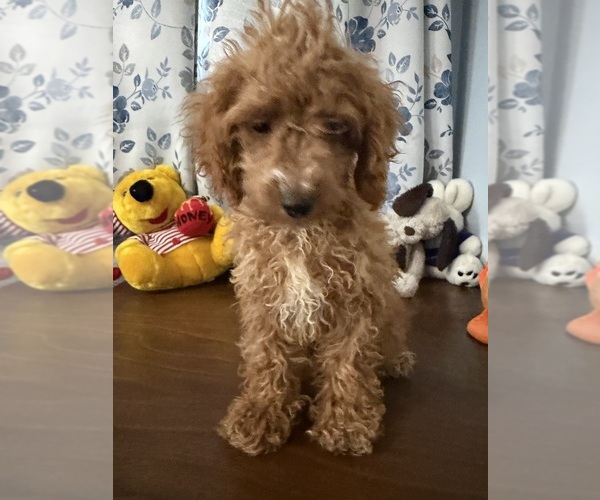 Medium Photo #21 Havapoo Puppy For Sale in DURHAM, CT, USA