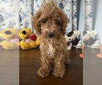 Havapoo puppies - Male Havapoo Puppy for Sale - Photo #21