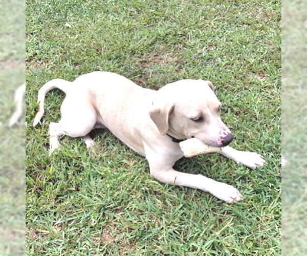 Medium Photo #2 Mutt Puppy For Sale in Rutherfordton, NC, USA