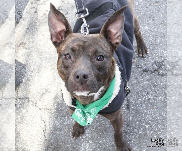 Medium Photo #5 Retriever -Unknown Mix Puppy For Sale in Washington, DC, USA