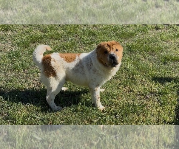 Medium Photo #1 Chinese Shar-Pei Puppy For Sale in OOLOGAH, OK, USA