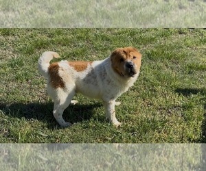 Father of the Chinese Shar-Pei puppies born on 04/03/2026