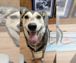 Small #6 Siberian Husky Mix