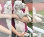 Small Photo #46 Great Dane Puppy For Sale in SPRAGGS, PA, USA