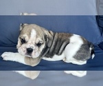 Small Photo #80 English Bulldog Puppy For Sale in WEEKI WACHEE, FL, USA