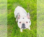 Small #1 French Bulldog