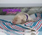 Small Photo #6 Goldendoodle Puppy For Sale in NORTH LIBERTY, IN, USA