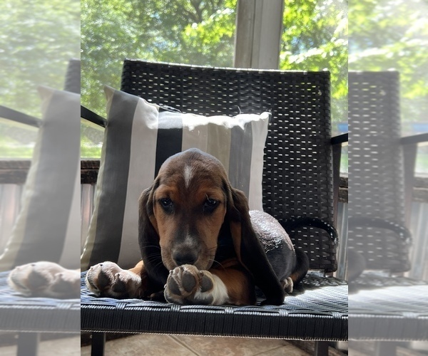 Medium Photo #5 Basset Hound Puppy For Sale in PLATO, MO, USA