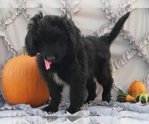 Border Collie-Labradoodle Mix Puppy for sale in LANCASTER, PA, USA