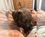 Puppy Athena American Bully-Boxer Mix