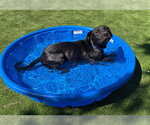 Small Photo #2 Labrador Retriever-Unknown Mix Puppy For Sale in San Bernardino, CA, USA