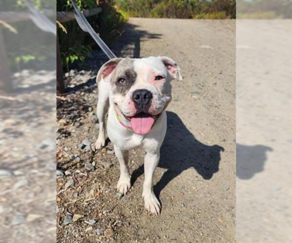 Medium Photo #1 American Pit Bull Terrier-Pug Mix Puppy For Sale in Chula Vista, CA, USA