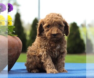 Poodle (Miniature) Puppy for sale in GAP, PA, USA