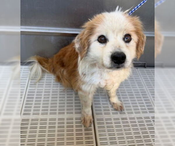 Medium Photo #3 Colonial Cocker Spaniel-Unknown Mix Puppy For Sale in Ventura, CA, USA