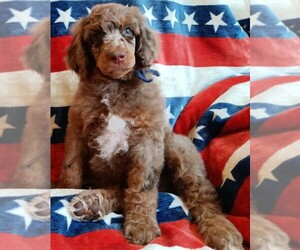 Poodle (Standard) Puppy for sale in BONNERS FERRY, ID, USA
