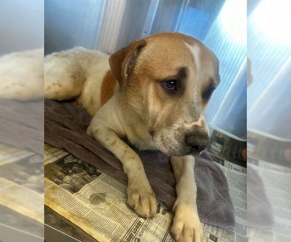 Medium Photo #1 Mutt Puppy For Sale in Downey, CA, USA