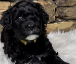 Small Photo #2 Portuguese Water Dog Puppy For Sale in WOODSTOCK, GA, USA