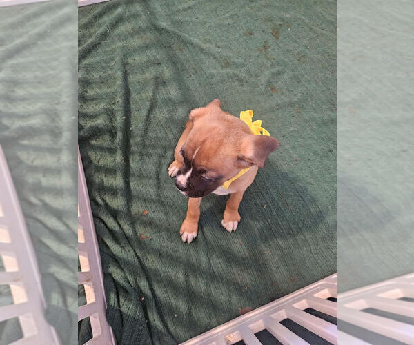 Medium Photo #12 Boxer Puppy For Sale in LYONS, KS, USA